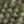 KHK/DK GRN