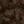 BROWN NOIR