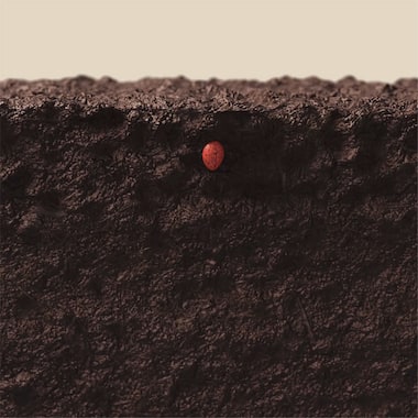 cotton