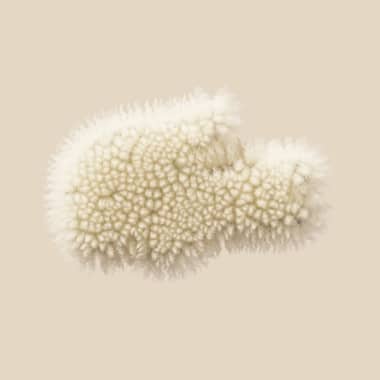 cotton