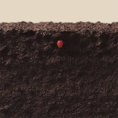 cotton